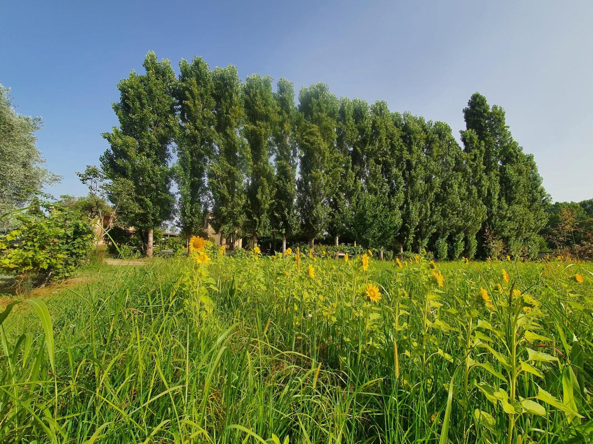 Apartamento Fattoria Il Giardo Pietrasanta Exterior foto